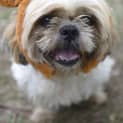 Photo of Oreo ~ 1501422