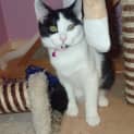 Photo of Callie   Adoption Pending