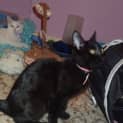 Photo of Zelda