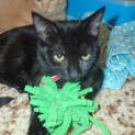 Photo of Zelda