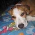 Photo of Buddy (Adoption Pending)