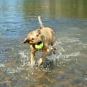 Photo of Luna ~ Kelpie X, 2yo ~ (On Trial 12/4/15)