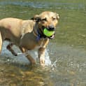 Photo of Luna ~ Kelpie X, 2yo ~ (On Trial 12/4/15)