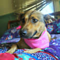 Photo of Luna ~ Kelpie X, 2yo ~ (On Trial 12/4/15)