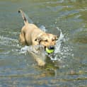 Photo of Luna ~ Kelpie X, 2yo ~ (On Trial 12/4/15)