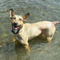 Photo of Luna ~ Kelpie X, 2yo ~ (On Trial 12/4/15)