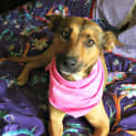 Photo of Luna ~ Kelpie X, 2yo ~ (On Trial 12/4/15)