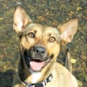 Photo of Luna ~ Kelpie X, 2yo ~ (On Trial 12/4/15)