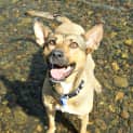 Photo of Luna ~ Kelpie X, 2yo ~ (On Trial 12/4/15)