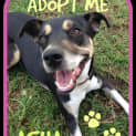 Photo of Asha ~ Kelpie X ~On Trial 17/5/15