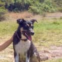 Photo of Asha ~ Kelpie X ~On Trial 17/5/15