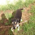 Photo of Asha ~ Kelpie X ~On Trial 17/5/15
