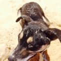 Photo of Asha ~ Kelpie X ~On Trial 17/5/15