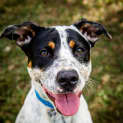Photo of Ollie ~ #1501383