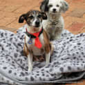 Photo of Sparky ~ Sweet Senior (Trial 16/4/15)