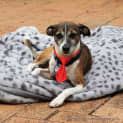 Photo of Sparky ~ Sweet Senior (Trial 16/4/15)