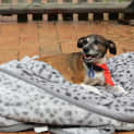 Photo of Sparky ~ Sweet Senior (Trial 16/4/15)