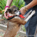 Photo of Sparky ~ Sweet Senior (Trial 16/4/15)