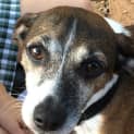 Photo of Sparky ~ Sweet Senior (Trial 16/4/15)
