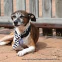 Photo of Sparky ~ Sweet Senior (Trial 16/4/15)