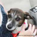 Photo of Sparky ~ Sweet Senior (Trial 16/4/15)