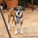 Photo of Sparky ~ Sweet Senior (Trial 16/4/15)