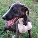 Photo of Indiana (Adoption Pending)