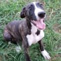 Photo of Indiana (Adoption Pending)