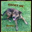 Photo of Mambo ~ Terrier X Staffy (On Trial 1/10/16)