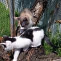 Photo of Sylvester   Cat And Kid Friendly
