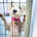 Photo of Pip ~ #1501503
