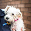 Photo of Pip ~ #1501503