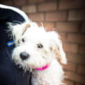 Photo of Pip ~ #1501503
