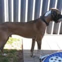 Photo of Loki
