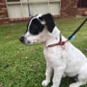 Photo of Bandit