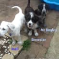 Photo of Brewster ~ Maremma X Wolfhound (Trial 2/4/15)