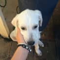 Photo of Inali ~ Maremma X Wolfhound (Trial 18/4/15)