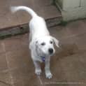 Photo of Inali ~ Maremma X Wolfhound (Trial 18/4/15)