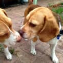 Photo of Bella ~ Beagle (Paid 2/4/15)
