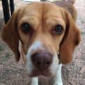 Photo of Bella ~ Beagle (Paid 2/4/15)