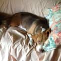 Photo of Bella ~ Beagle (Paid 2/4/15)