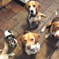 Photo of Bella ~ Beagle (Paid 2/4/15)