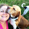 Photo of Bella ~ Beagle (Paid 2/4/15)
