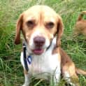Photo of Bella ~ Beagle (Paid 2/4/15)