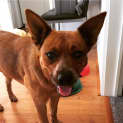 Photo of Amber   "Aussie Cattle Dog"