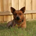 Photo of Amber   "Aussie Cattle Dog"