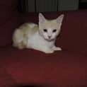 Photo of Yoshi Aka Davy