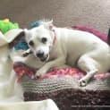 Photo of Gemma ~ Chihuahua X ~ (On Trial 12/4/15)