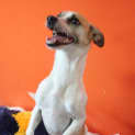 Photo of Satin