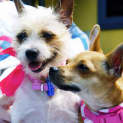 Photo of Jackie Brown And Rosie (On Trial 2/5/15)